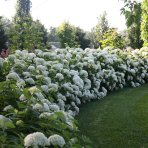 Hortenzia stromčekovitá (Hydrangea arborescens) 'STRONG ANNABELLE' Proven Winner® - výška 30-50 cm, kont. C3L